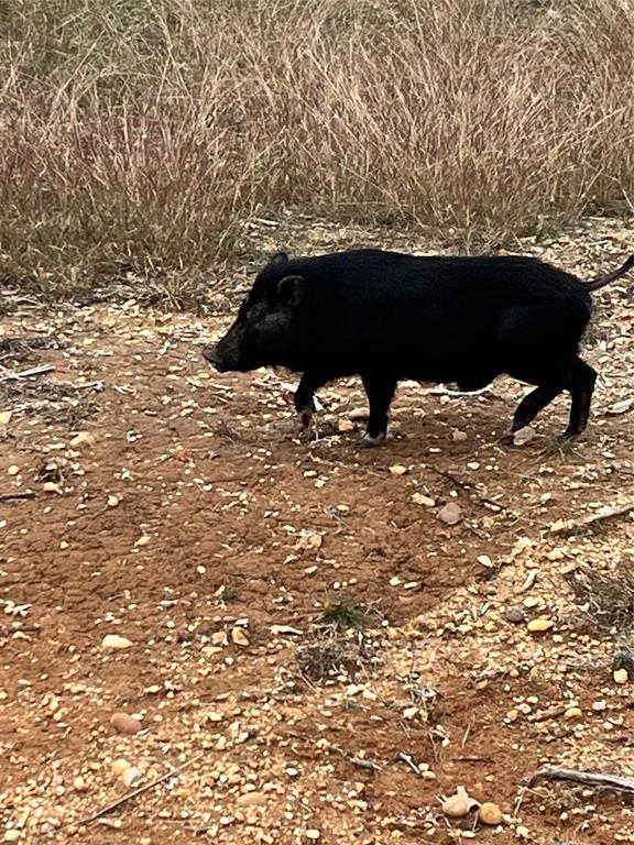 E M Bond Surv A-79 - Land