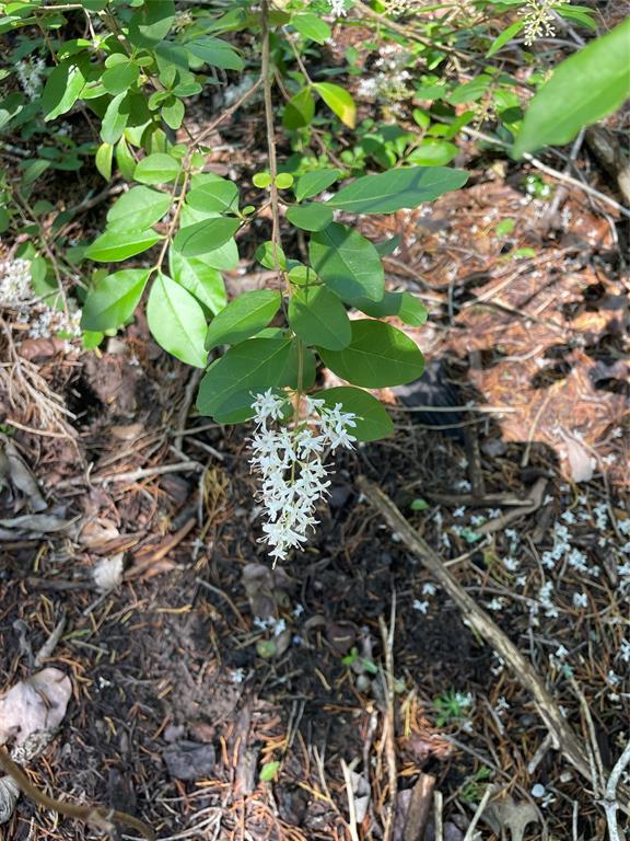 H Kattenhorn Surv A-672 - Land