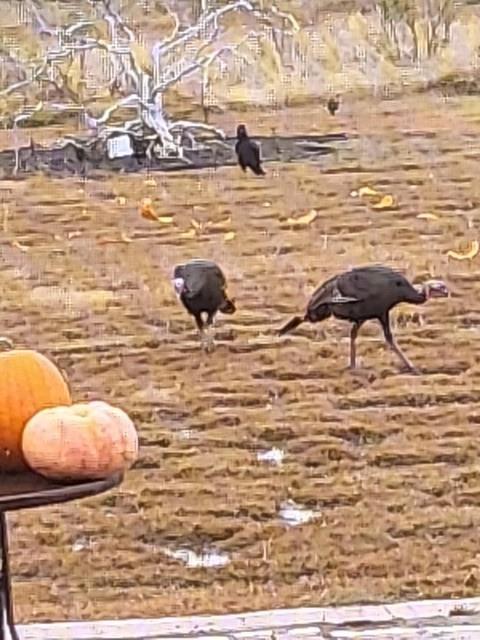 White Bluff #07 - Residential