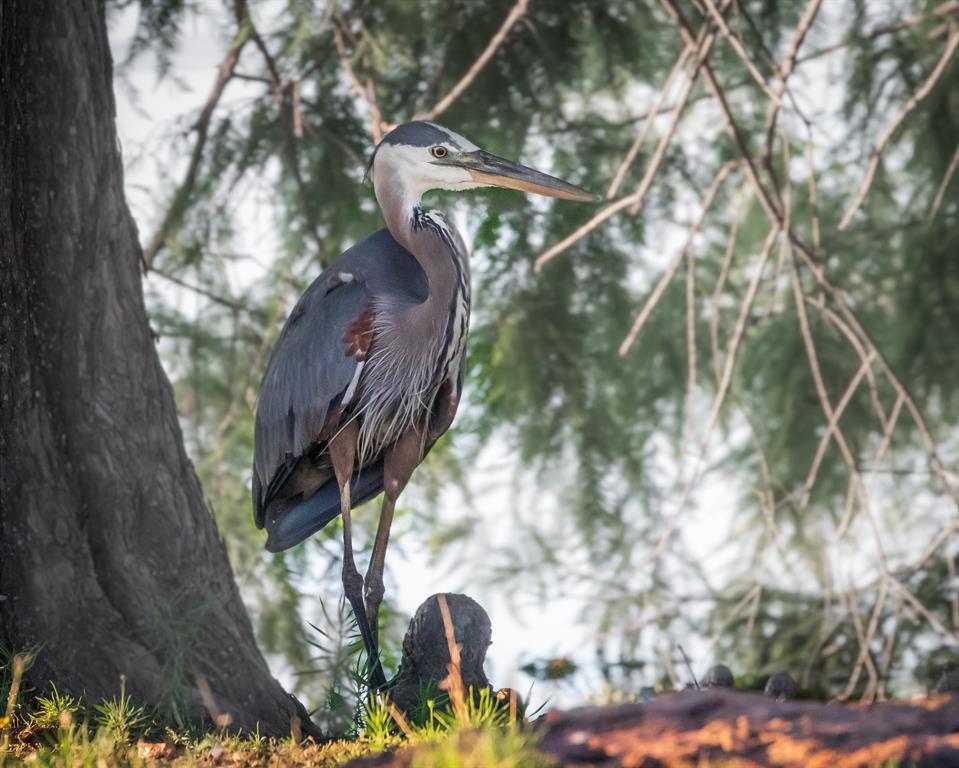 Bbb & Crr - Residential