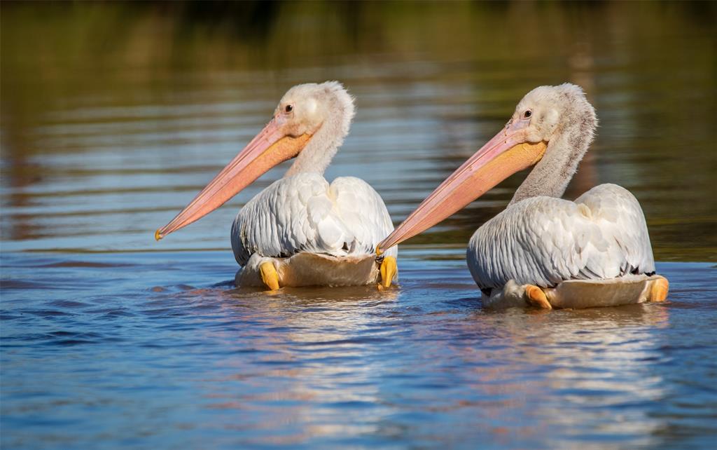 Bbb & Crr - Residential