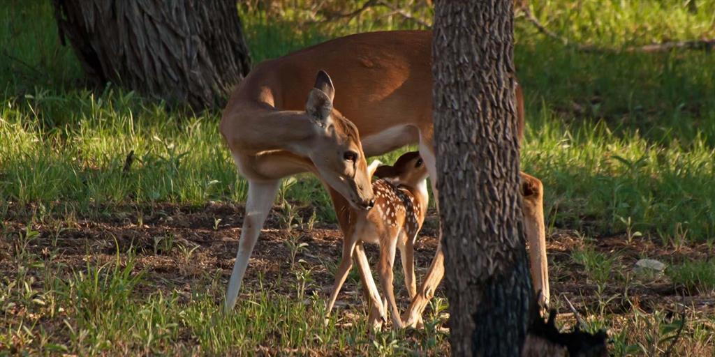 The Reserve at Gaines Bend - Land