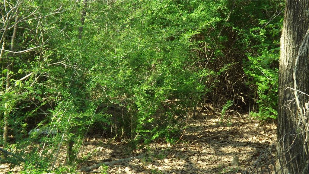 Mirror Lake Forests - Land