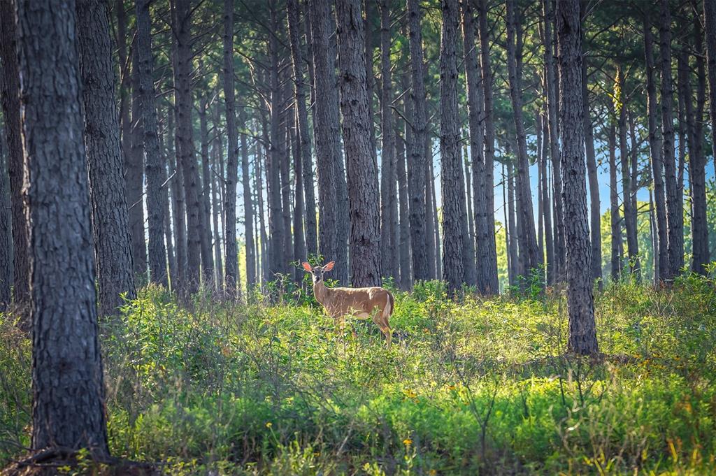 Jose Pineda East Four League G - Farm