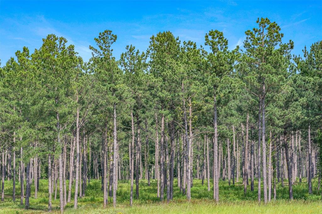 Jose Pineda East Four League G - Farm