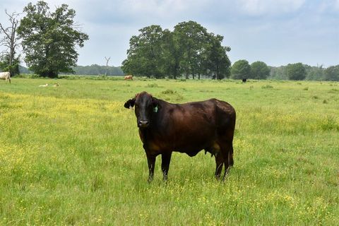 TBD CR 2210 Grapeland TX 75844