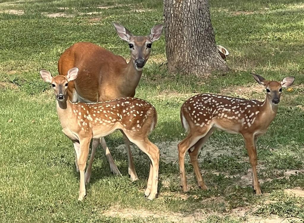 Kenny Estate - Residential