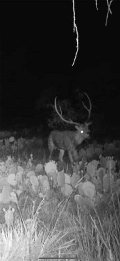 43 Cave Well Ranch Menard TX 76825