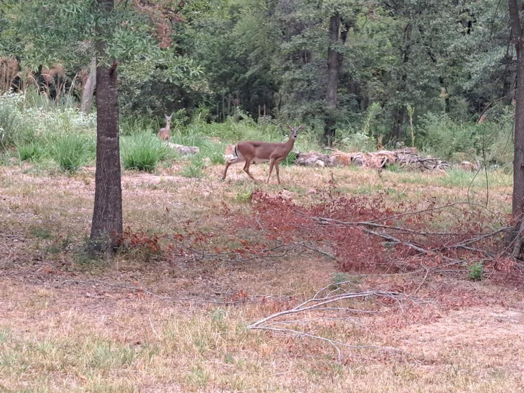 Lake Fork Estates - Land