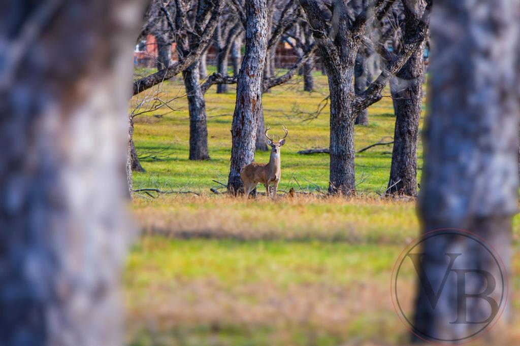 Pecan Plantation - Land