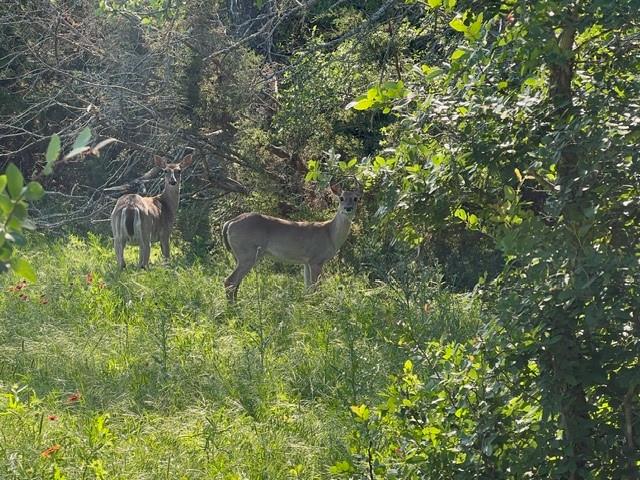 TBD County Road 382