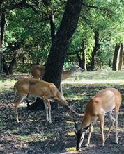 White Bluff #15 - Land