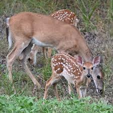 Comanche Ranch Estates - Land