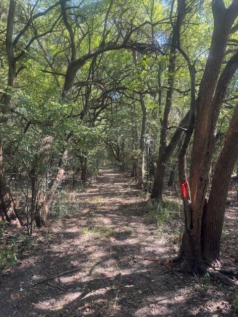 Juliet Porter Surv Abs #819 - Land