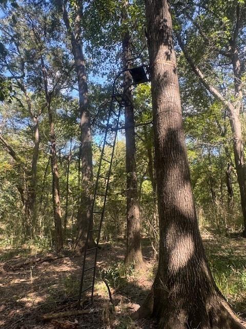 Juliet Porter Surv Abs #819 - Land