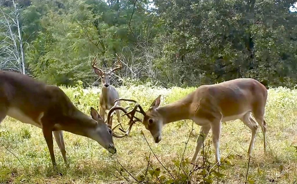 Post Oak Lakes - Land