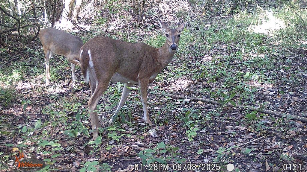 Mark Roberts Survey - Land