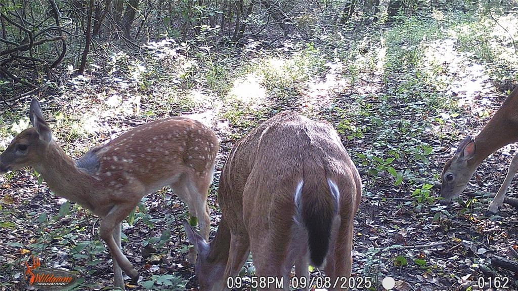 Mark Roberts Survey - Land