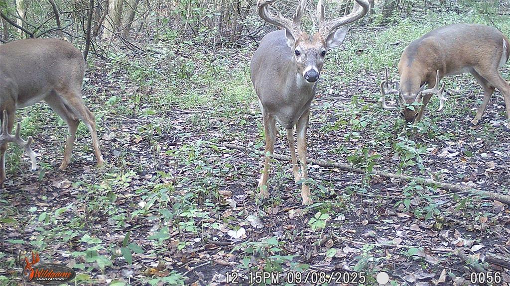 Mark Roberts Survey - Land