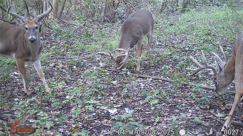 Mark Roberts Survey - Land