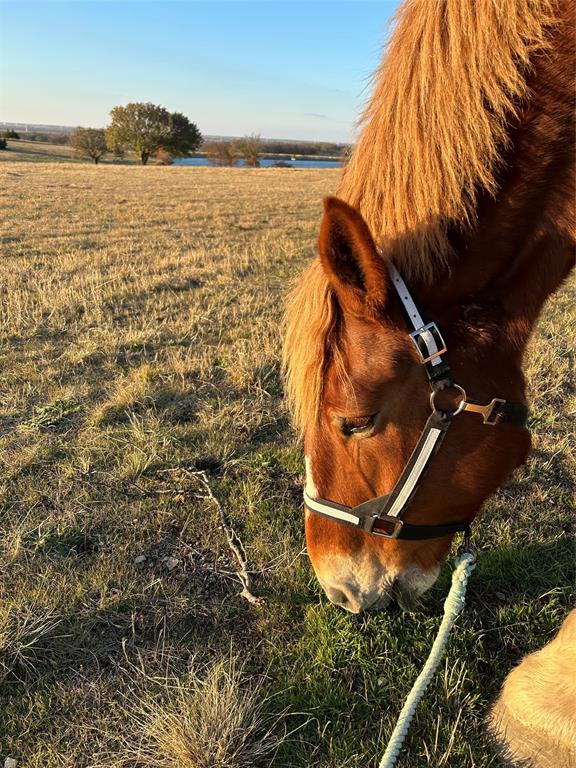 ABS A0128 B B B & C RY CO SURVEY, TRACT 2, 99.662 - Land