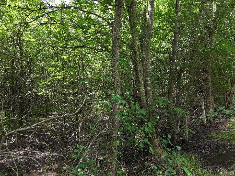 Circle T Ranch - Land