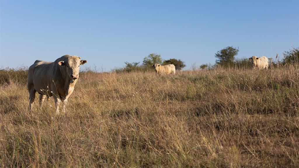 Reunion - Residential