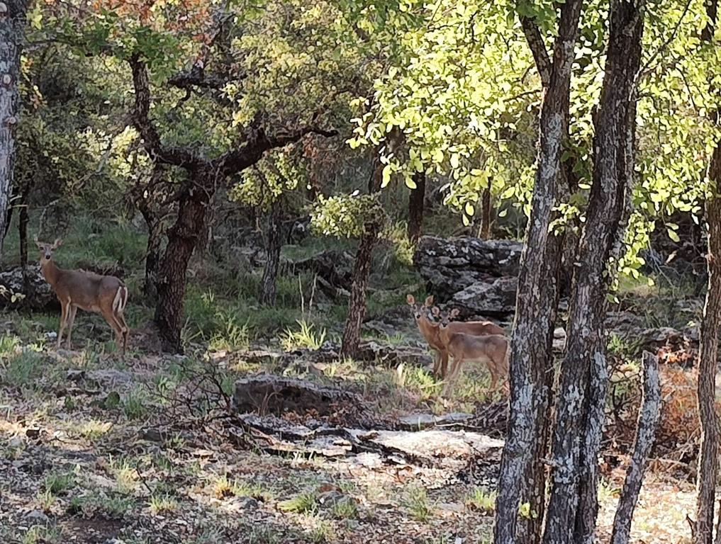 Tamarack Mountain Sec I - Land