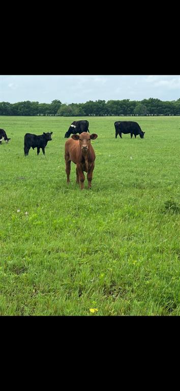 10.5 acres OHANLON Road