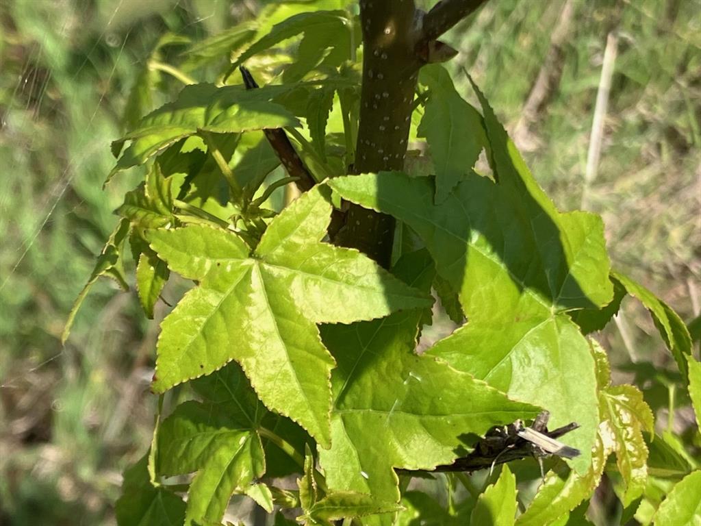 Star Mountain Ranch - Land