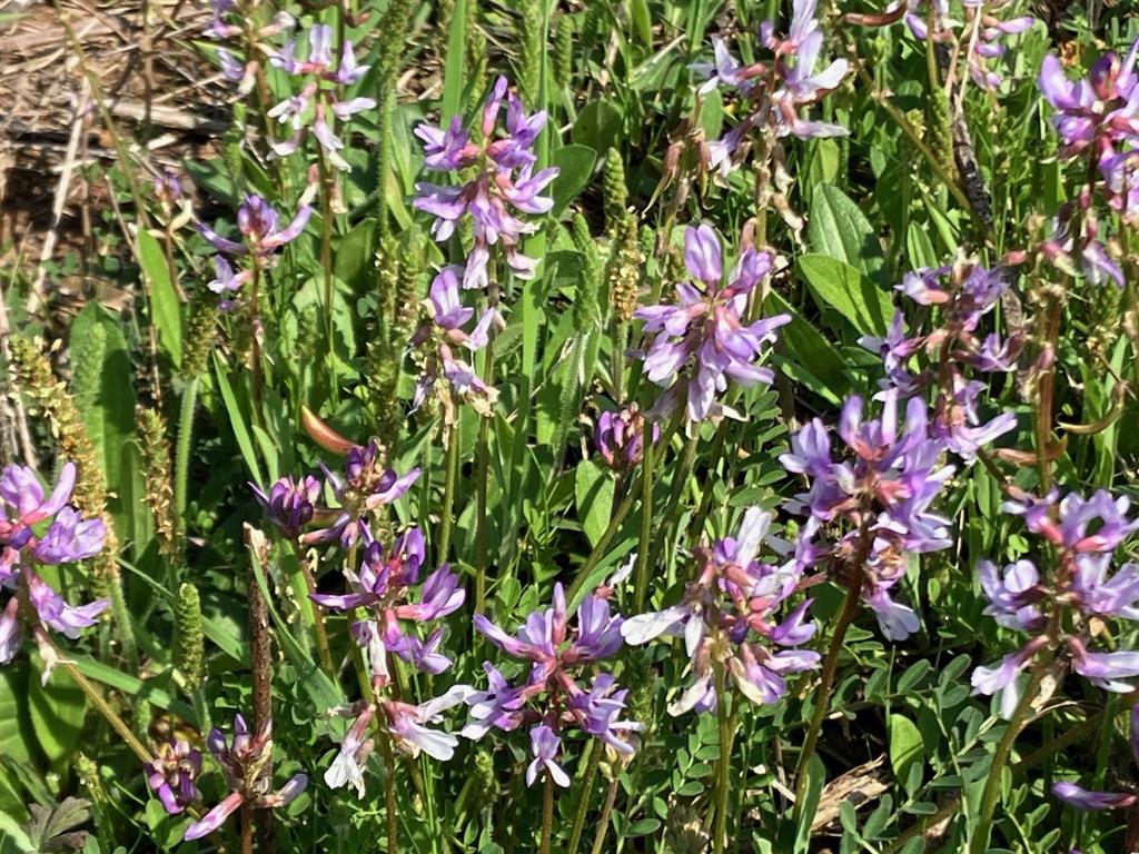 Star Mountain Ranch - Land