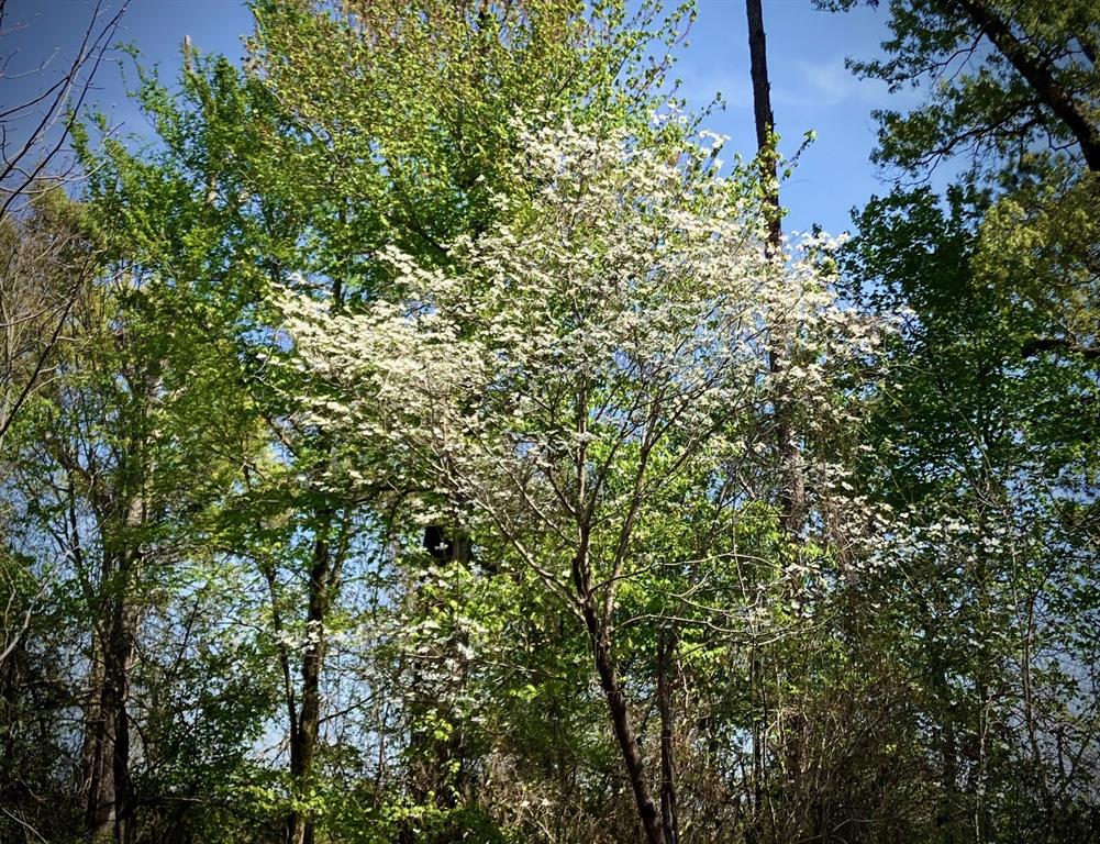 Star Mountain Ranch - Land