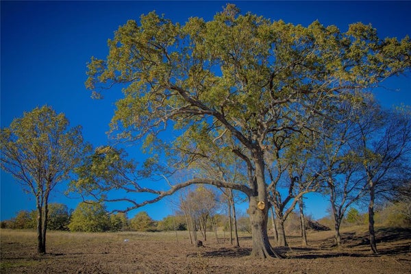 150 LAZY E RD, SAINT JO, TX 76265 - Image be85a8a49ccf03521c6b21be9fe16cfa/3306211419