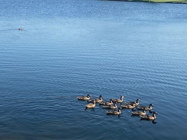 Seventeen Lakes Add - Residential