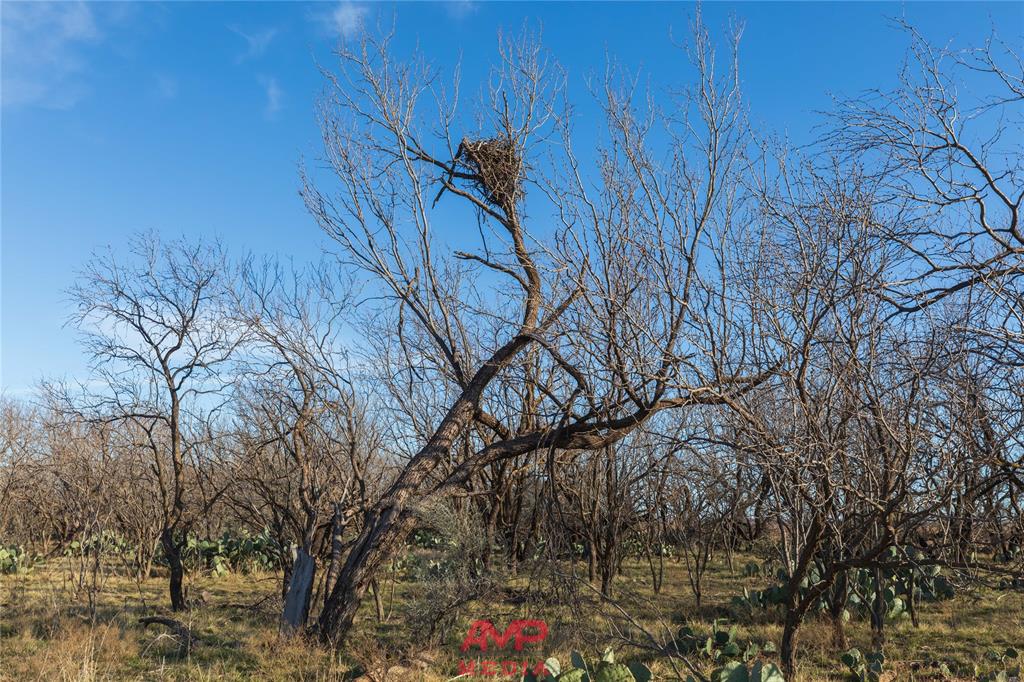 Orphan and Asylum - Farm