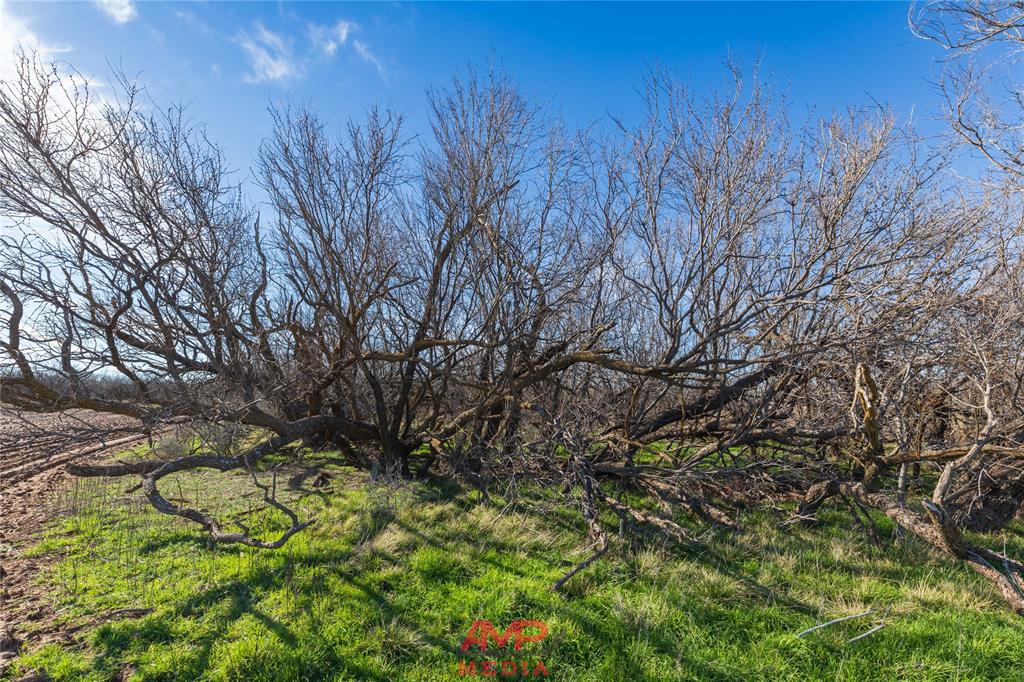 Orphan and Asylum - Farm