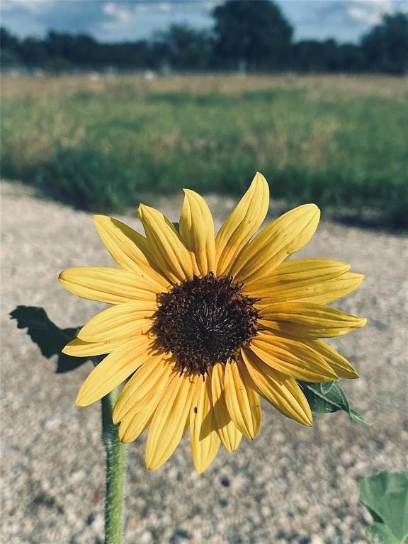 Ridgeway Ranches - Land