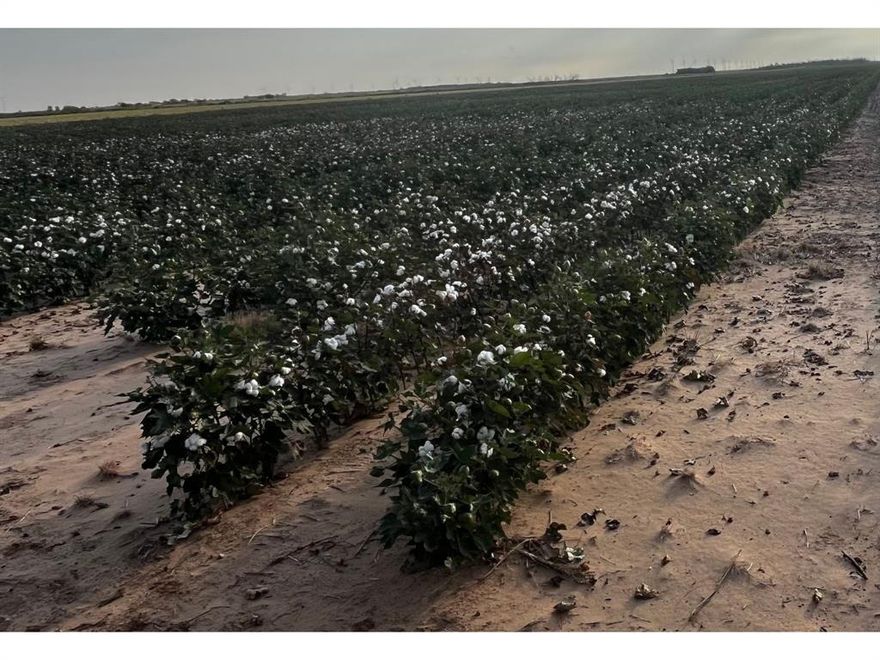 PRICE REDUCED  + or - 338 Acres @ $2250 per Acre.  This dry-land farm is located in Haskell County just 2 miles west of Weinert on FM 617 Approximately 320 (of the 338) acres are farmed and planted annually.  It lies just south of Thompson Lake which makes the farm area home to abundant wildlife including deer, wild hogs, quail, dove and waterfowl.  To the west of the farmland is Winchester Lake which usually holds abundant migrating ducks and geese in the winter months.  The waterfowl from Winchester and Thompson lakes use the farmland to loaf, rest or feed during the day. 
The + or - 320 acres of cultivated land has a history of excellent yields and is planted annually with cotton or wheat. It has a current 7-year cotton average of 742 lbs an acre with is 3X the county average.  The land is farmed by a local tenant farmer that has taken care of the land for years.  There is a + or - 15 acre former homestead that needs to be deep plowed in the SE corner of the farm make the + or - 336 acres of cropland. 
Electricity is available along the south property line (FM 617).  The owner has just completed signing a Windmill lease that will be passed to the buyer.  The owner has 50% mineral rights that would be transferred to the buyer with an acceptable offer.