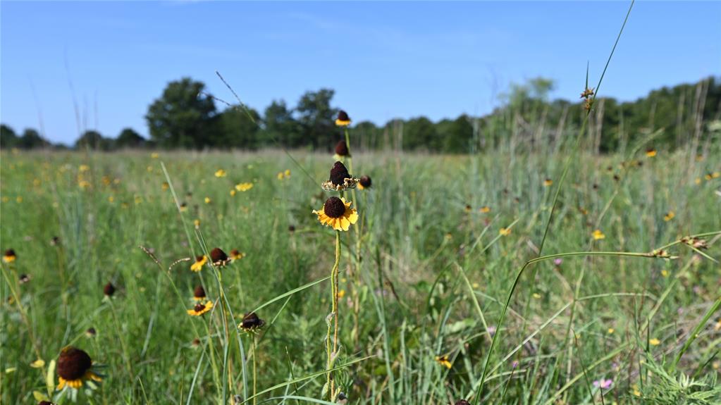 Bonita Oaks Ranch Sub - Land
