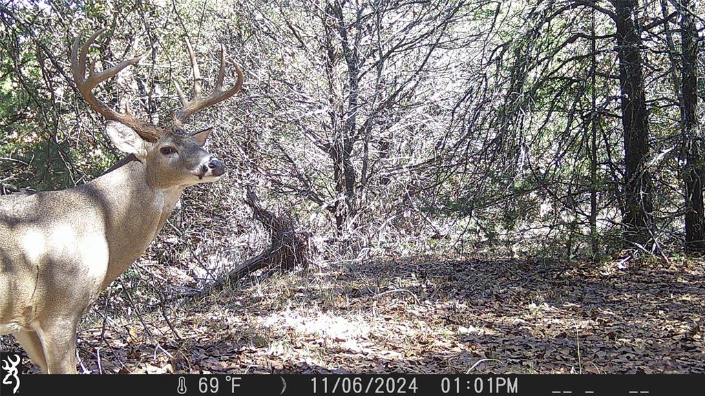 T Thomas 1240 - Land