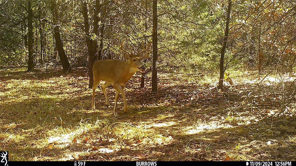 T Thomas 1240 - Land