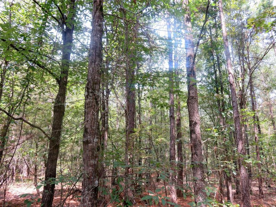 Just in time for hunting season! This ± 40.381-acre timberland parcel is the ideal hunting site and offers an incredible stand of natural pine and hardwood, delivering excellent cover and food crop for wildlife traffic. Additionally, providing an open understory for great visibility and leaving the land easy to navigate and explore.

The native stand of timber has excellent growth and density producing great height and diameter in both pine and hardwood species.

The property offers ±1,328' of asphalt road frontage along the two-lane Clyde Place Vivian Road, which is convenient to Hwy 170 and 530, which are both easily accessible to I-49 corridor for quick access from Shreveport or Texarkana.