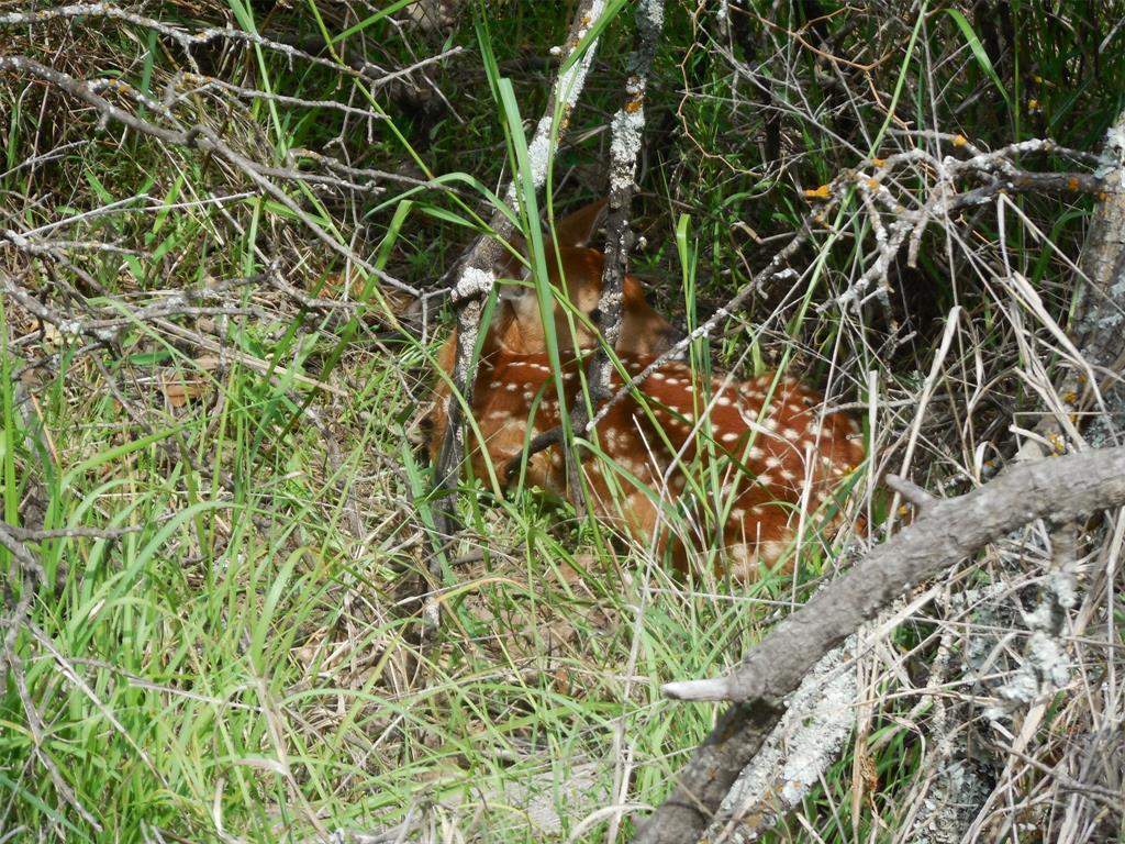 Mary Fury 127 - Land