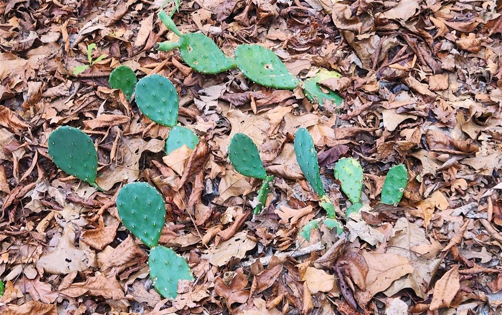 Safari Waters Ranch - Land