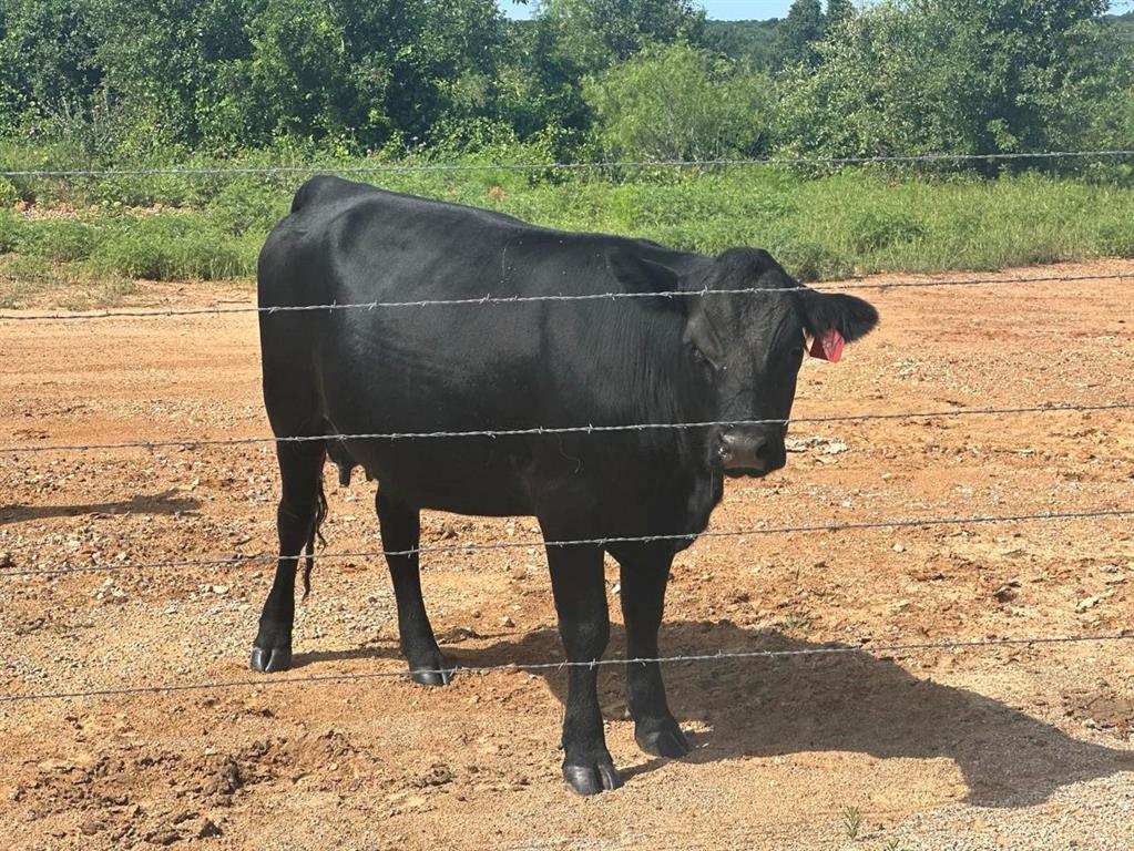 Paradise Oaks Ranch - Land