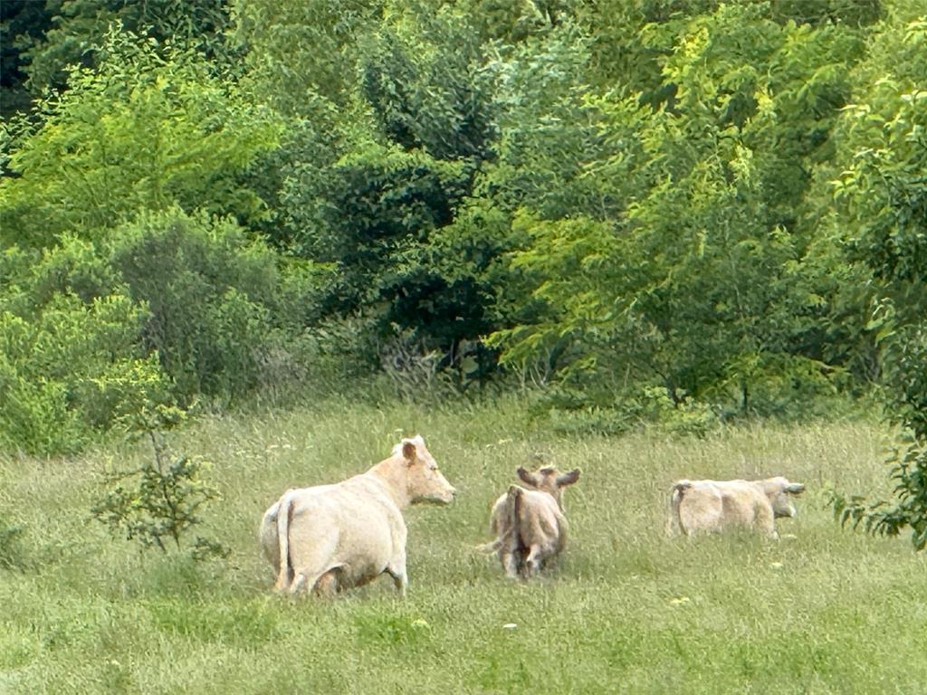 E R Merrell Surv Abs #639 - Land