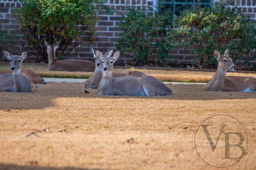 Pecan Plantation - Land