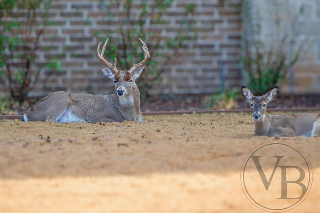 Pecan Plantation - Land