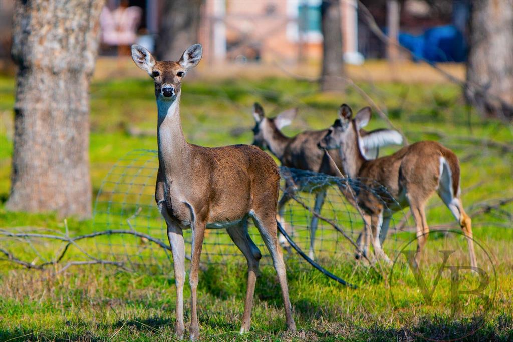 Pecan Plantation - Land