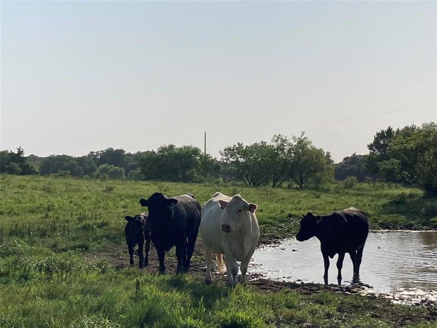A Nice country piece of land with a stock tank, native grass, tress, fenced and piping fences. 
Beautiful sunsets, water and electricity available at the road.
